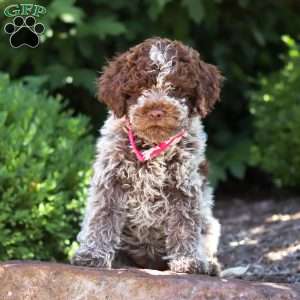 Miley, Lagotto Romagnolo Puppy